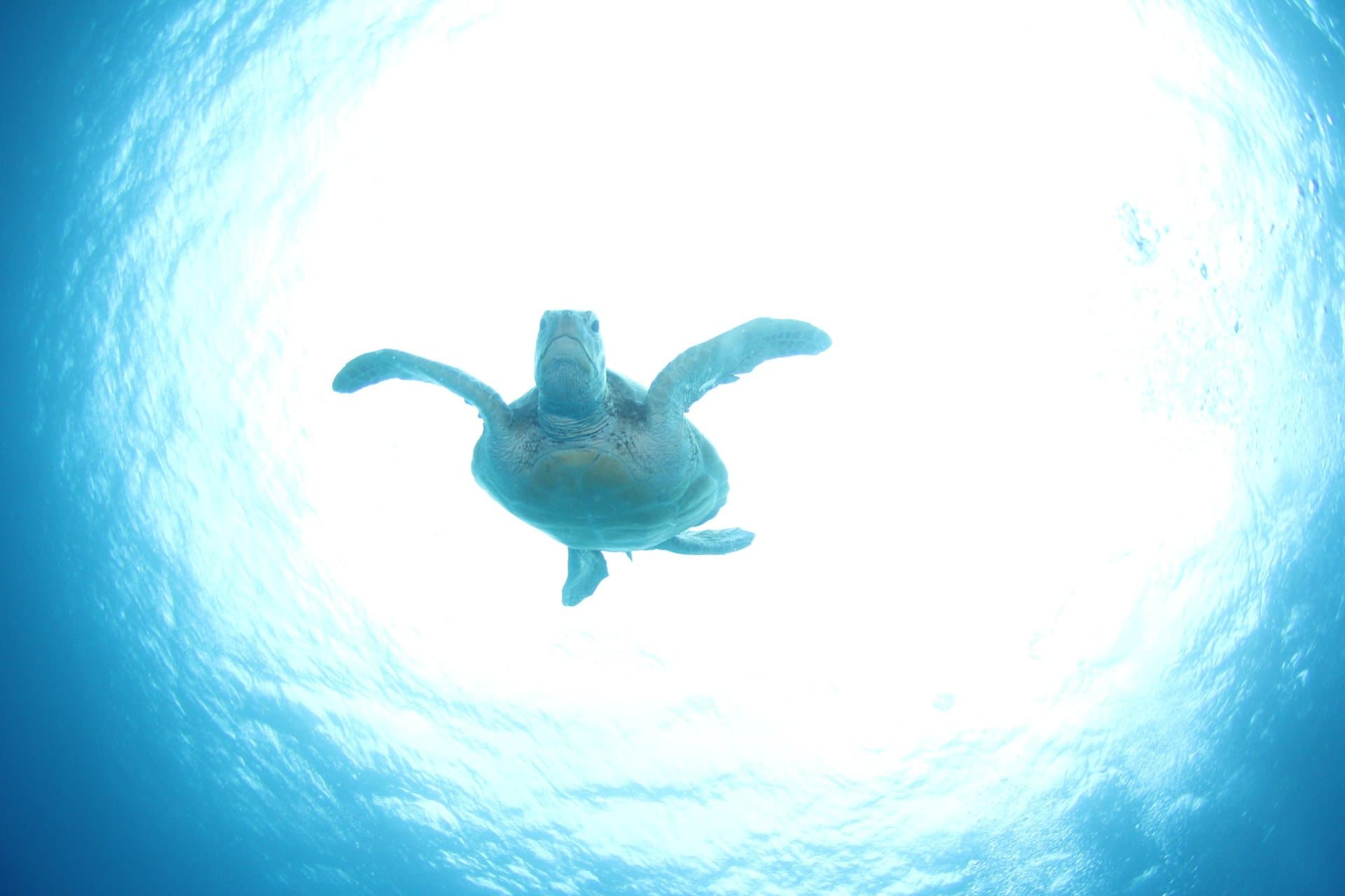 水面に向かって泳ぐウミガメ